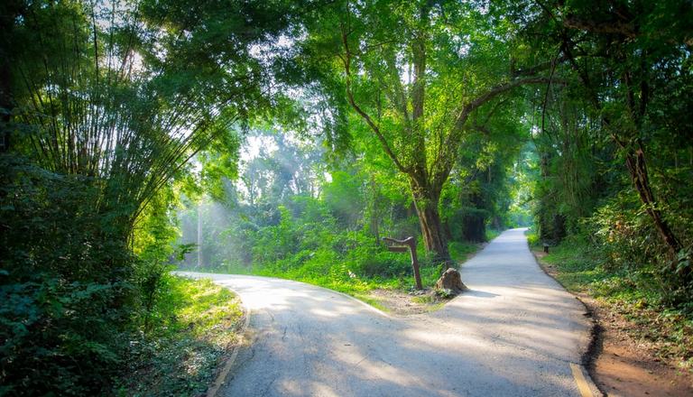 Two paths in forest going different ways, suggesting a choice needing to be made