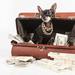 Pamper your Pet with your Winnings Thumbnail